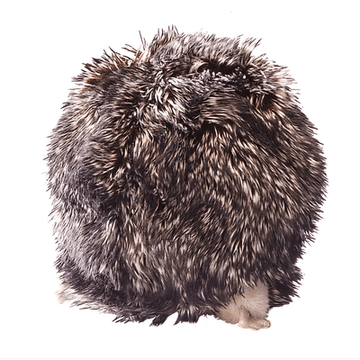 Jeux - Marionnettes, Théâtre  - Grande marionnette rétractable - Hérisson