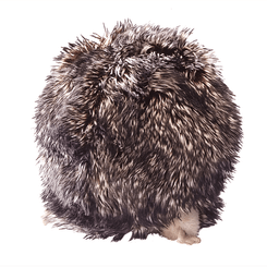 Jeux - Marionnettes, Théâtre  - Grande marionnette rétractable - Hérisson