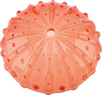 Motricité - Eveil Sensoriels et Tactiles - Coquillages sensoriels transparents - 36 pièces